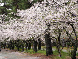 三柱神社境内　満開の桜並木