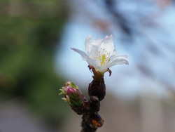 2017年3月　柳川市　参道の桜は三輪咲き