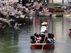 2015年3月　柳川市　満開の桜を眺めながら川下り