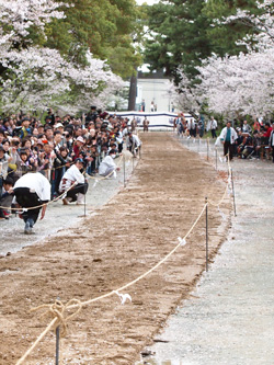 満開の桜並木で流鏑馬奉納