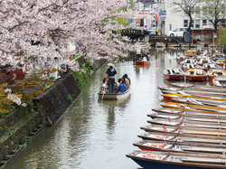 柳川市　桜と川下り