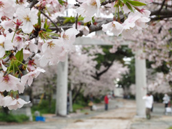 満開の桜並木で流鏑馬奉納