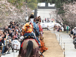 2016年3月　柳川市　参道のさくら、大勢の観客