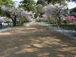 2018年4月　柳川市　三柱神社　参道馬場　馬場元より