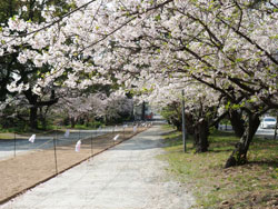 2018年4月　柳川市　参道の桜は満開