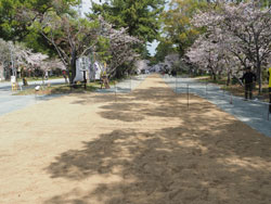 2019年3月　柳川市　三柱神社　参道馬場　馬場元より