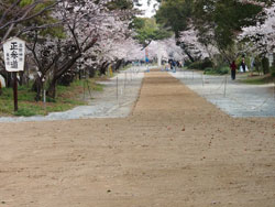 2015年3月　柳川市　三柱神社　参道馬場　馬場元より