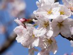 満開の桜並木で流鏑馬奉納