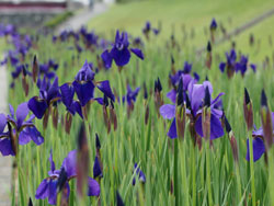 2014年5月　南アルプス市　流鏑馬