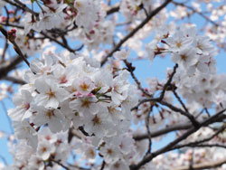 2015年3月　柳川市　参道のさくら