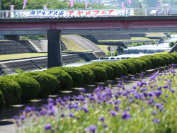 2015年5月　南アルプス市　滝沢川　アヤメ